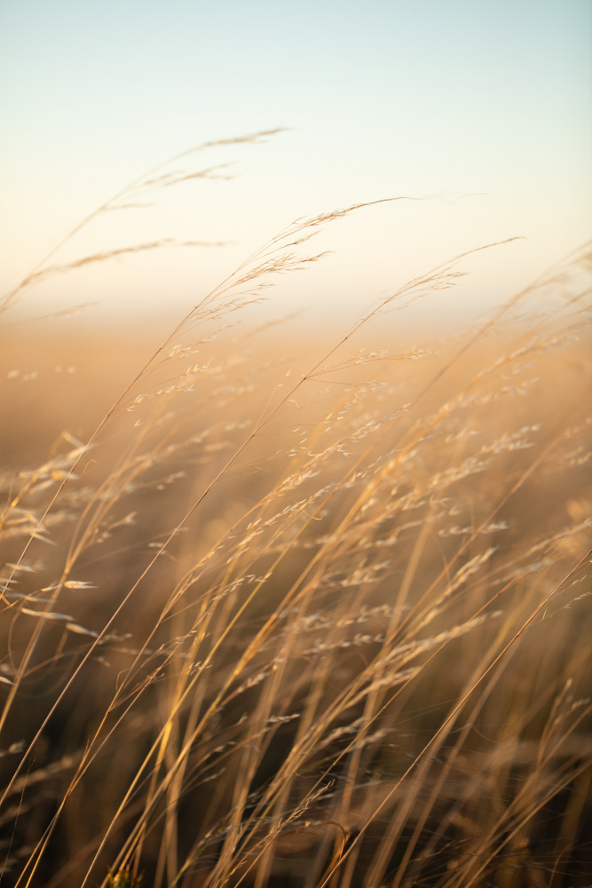Golden Hour Grass by Javier Pardina — canvas wall art