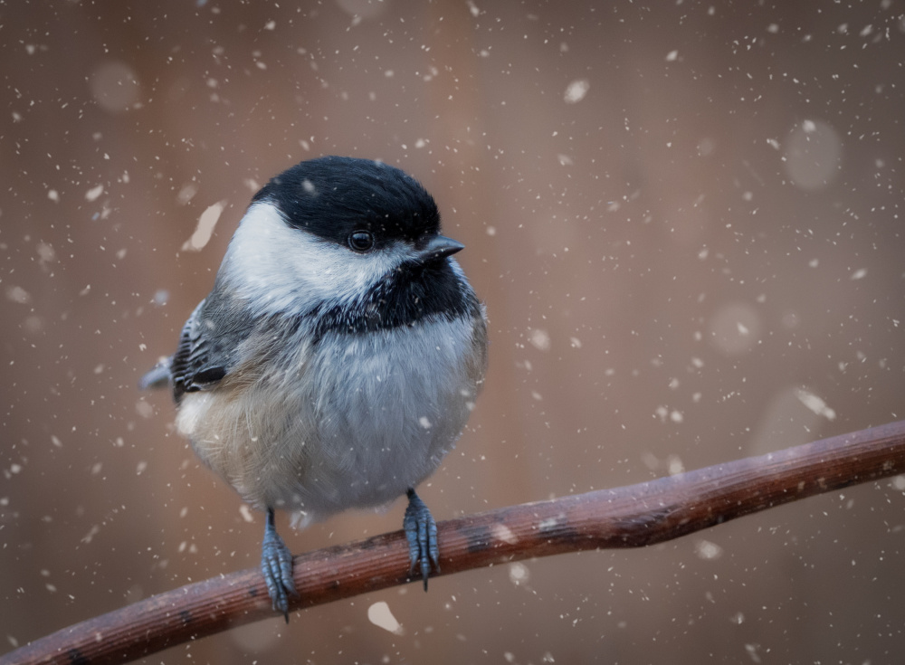 Winter Chickadee In Snow by Emma Zhao — canvas wall art