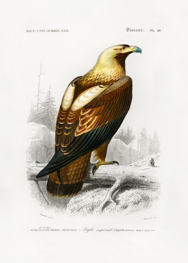 Eastern Imperial Eagle by Charles Dessalines D Orbigny — canvas wall art