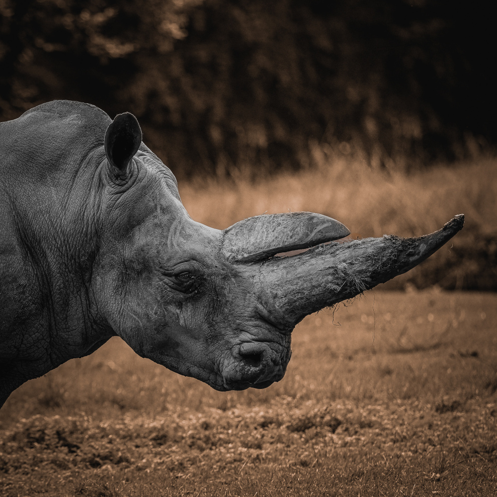 Powerful Rhino Profile by Georgios Tsikiridis — canvas wall art