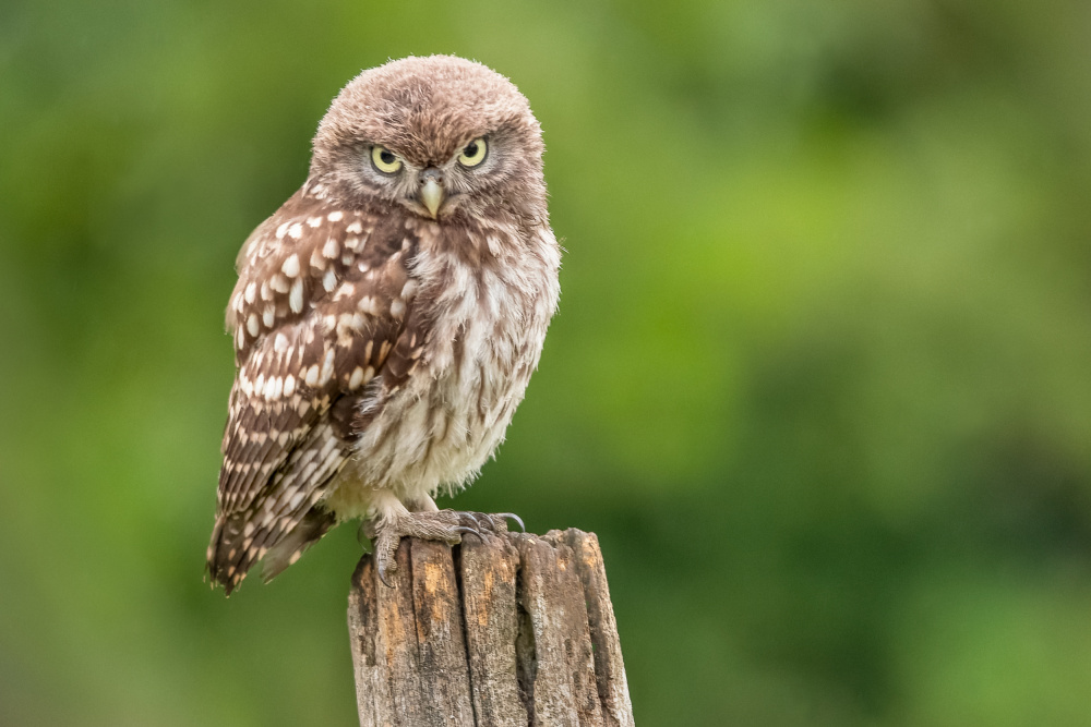 Intense Little Owl Gaze by Roelof de Hoog — canvas wall art