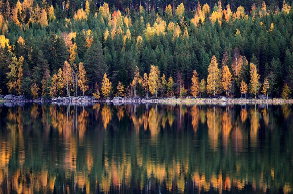 Autumn Forest Reflections by Bror Johansson — canvas wall art