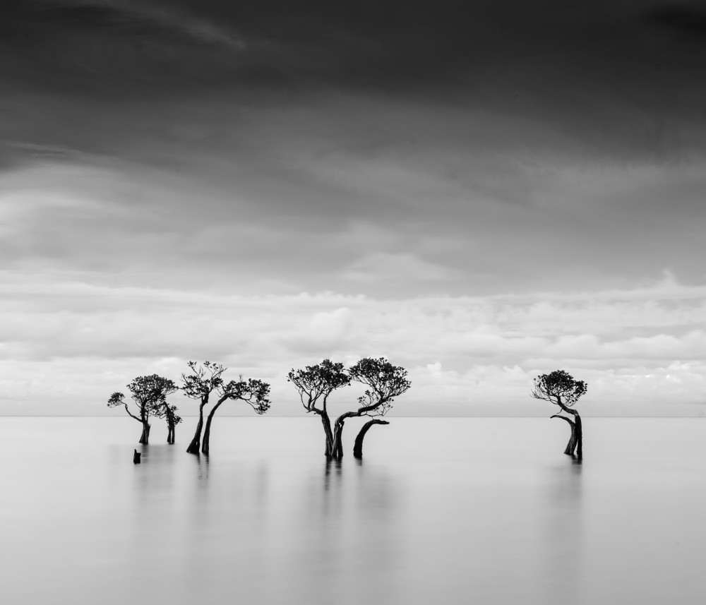 Isolated Ocean Trees by Robert Bolton — canvas wall art
