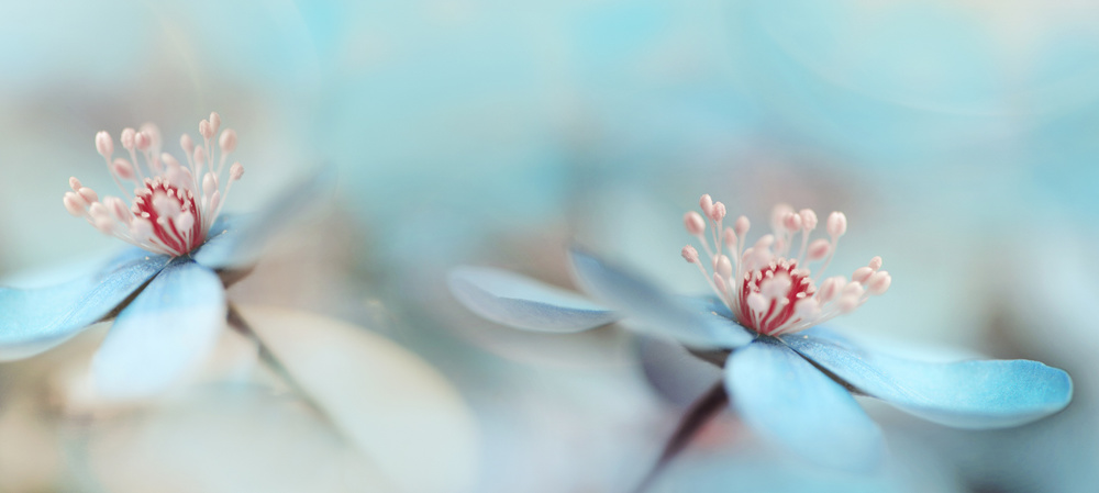 Delicate Blue Blooms by Heidi Westum — canvas wall art