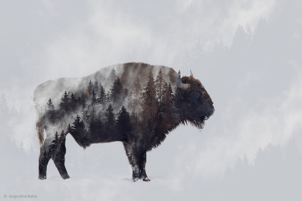 Wild Bison Forest by Angyalosi Beáta — canvas wall art