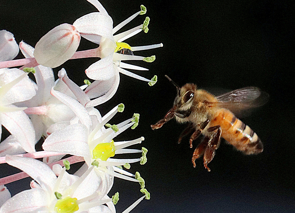 Honey Bee White Blossom by Aliza Riza — canvas wall art
