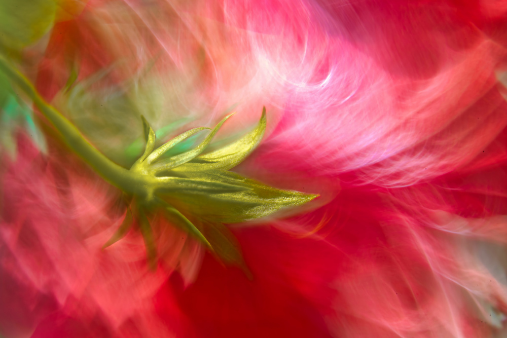 Vibrant Floral Abstract by Florent Dirk Thies — canvas wall art