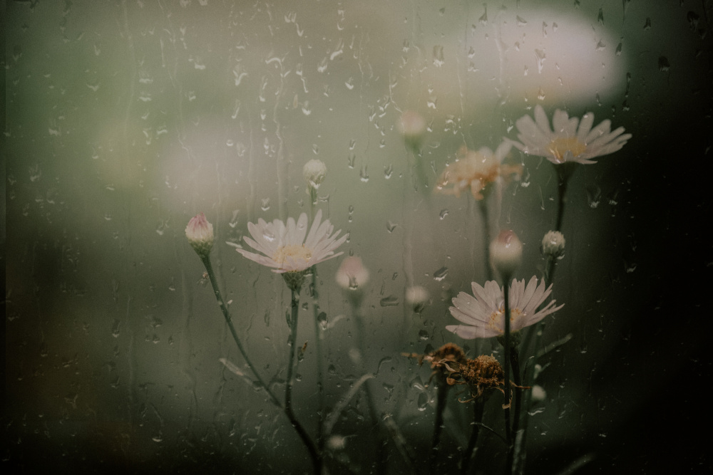 Rainy Window Daisies by YoungIl Kim — canvas wall art