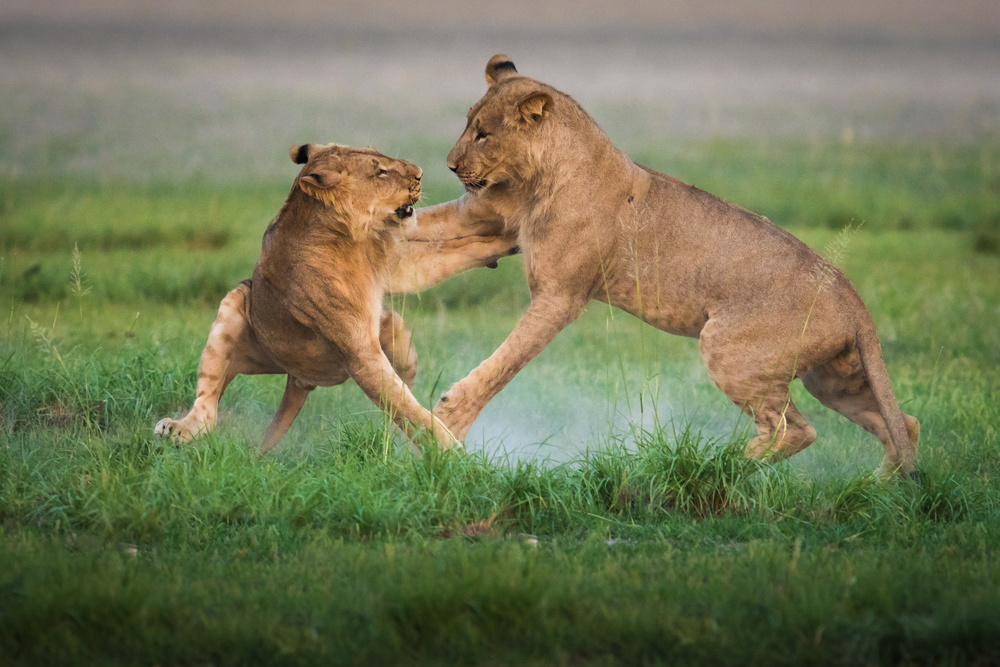 Young Lions Playfighting by Kirill Trubitsyn — canvas wall art