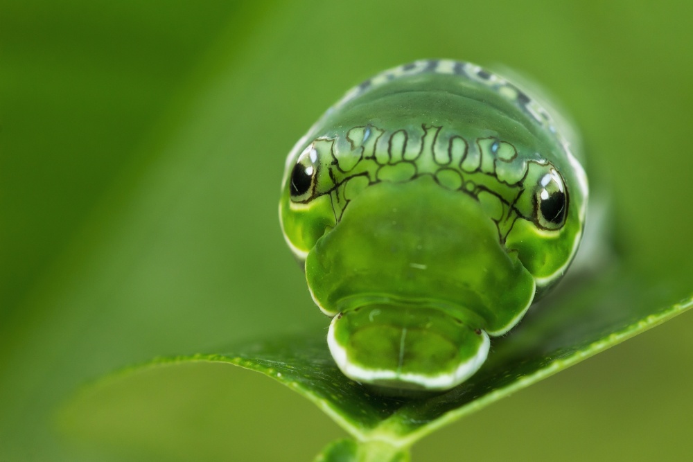 Cute Green Caterpillar by Dennis Mohrmann — canvas wall art