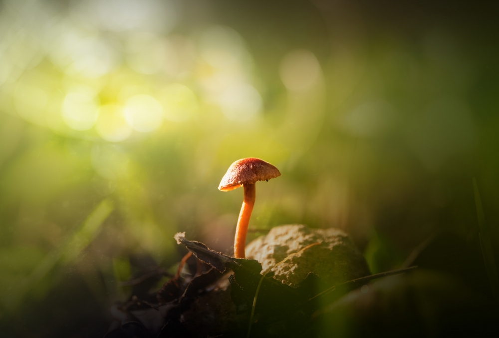 Glowing Forest Mushroom by joanaduenas — canvas wall art