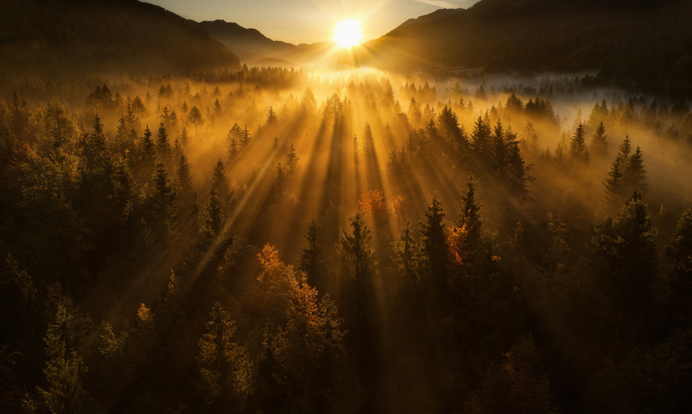 Golden Forest Rays by Ales Krivec — canvas wall art