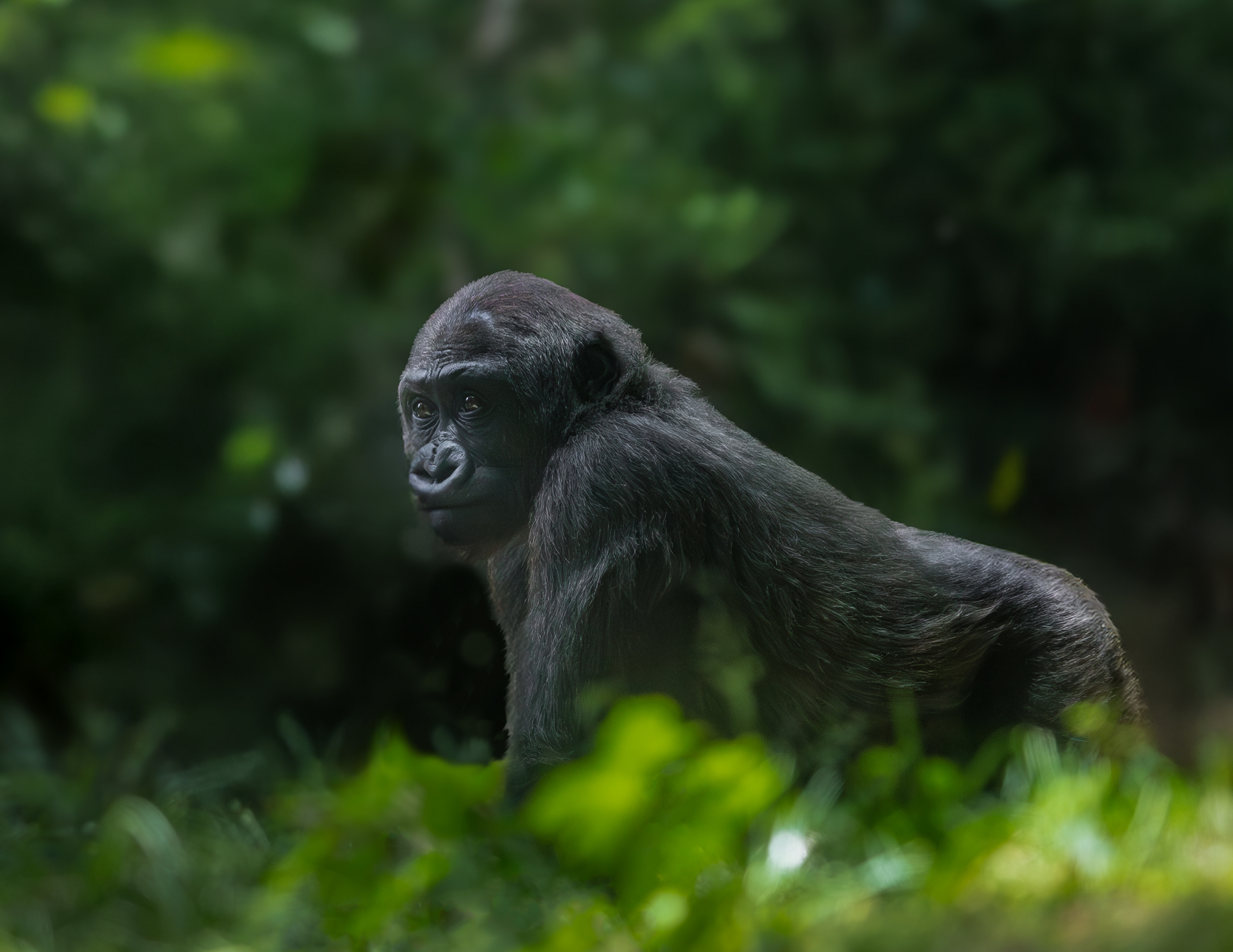 Young Gorilla Enjoys a Walk