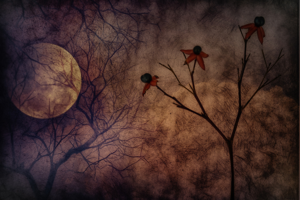 Mysterious Moonlit Flowers by Marie-anne Stas — canvas wall art