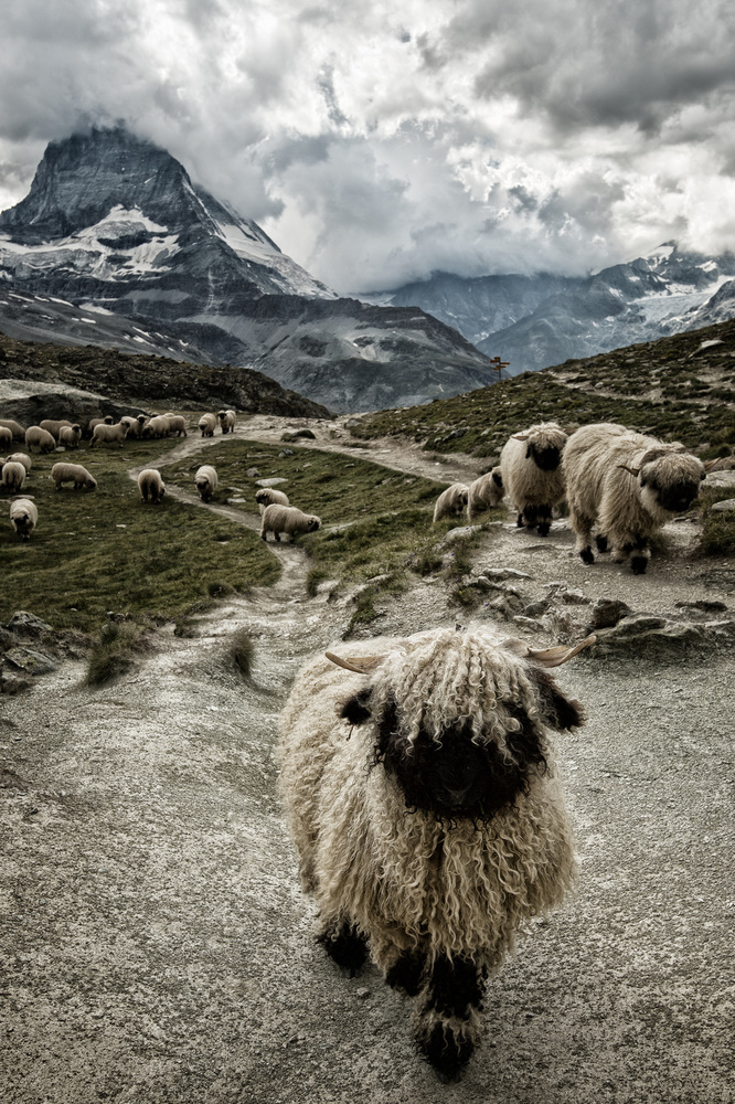Valais Blacknose Matterhorn Mountain by Susanne Landolt — canvas wall art