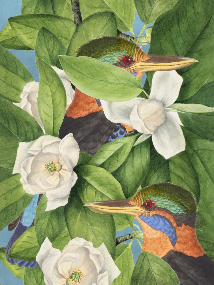 Tropical Kingfishers Magnolias by Marja van den Hurk — canvas wall art