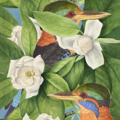 Tropical Kingfishers Magnolias