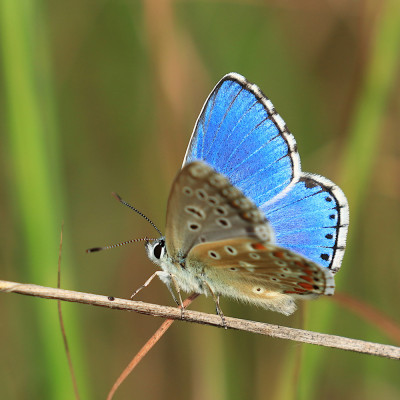 Adonis blue by Simun Ascic