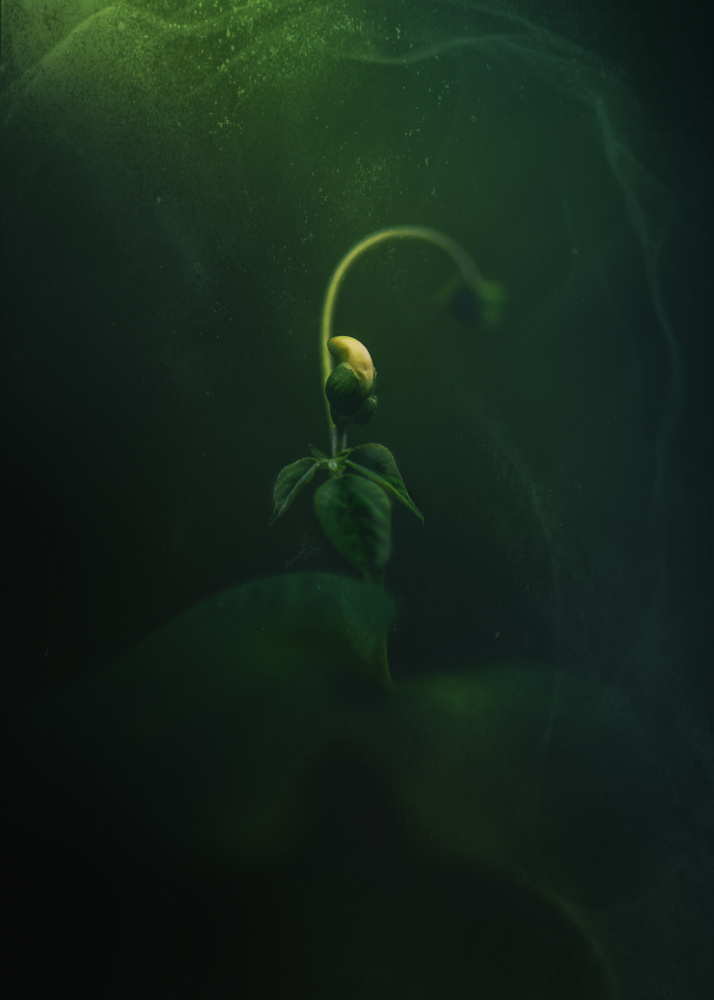 Emerging Green Sprout by Kristina Zvinakeviciute — canvas wall art