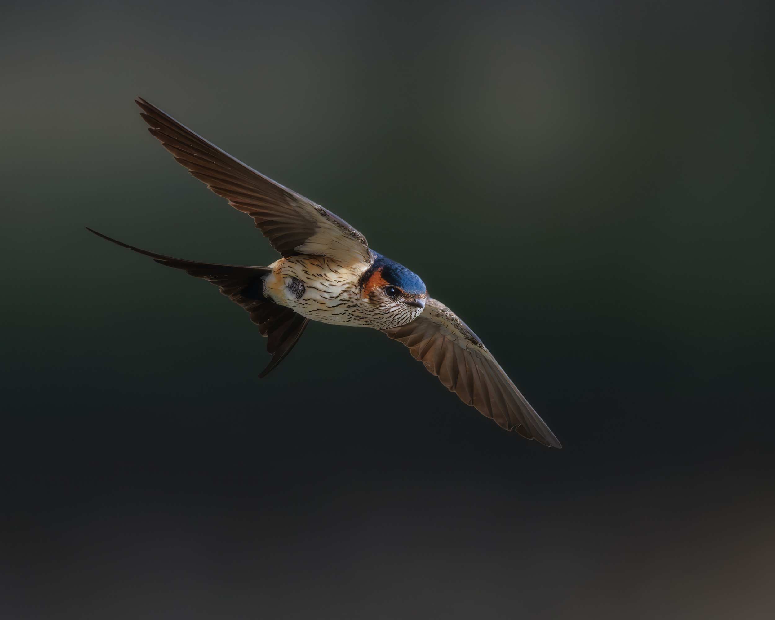  Red-rumped Swallow