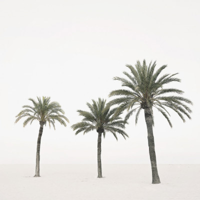 Palms