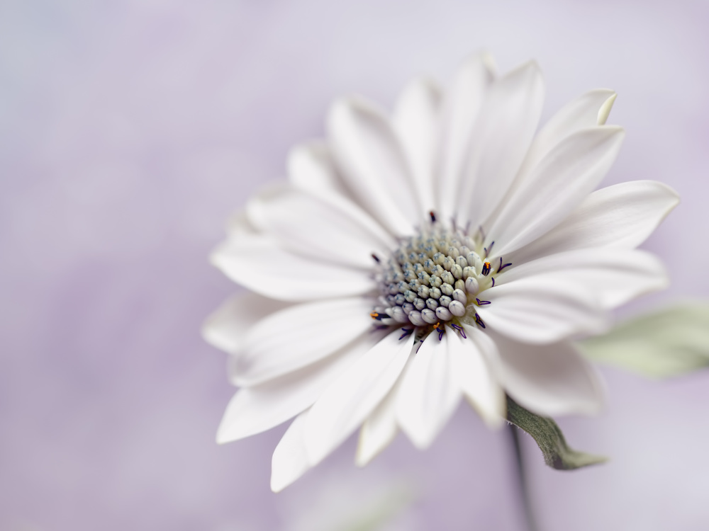 Delicate White Bloom by Heidi Westum — canvas wall art