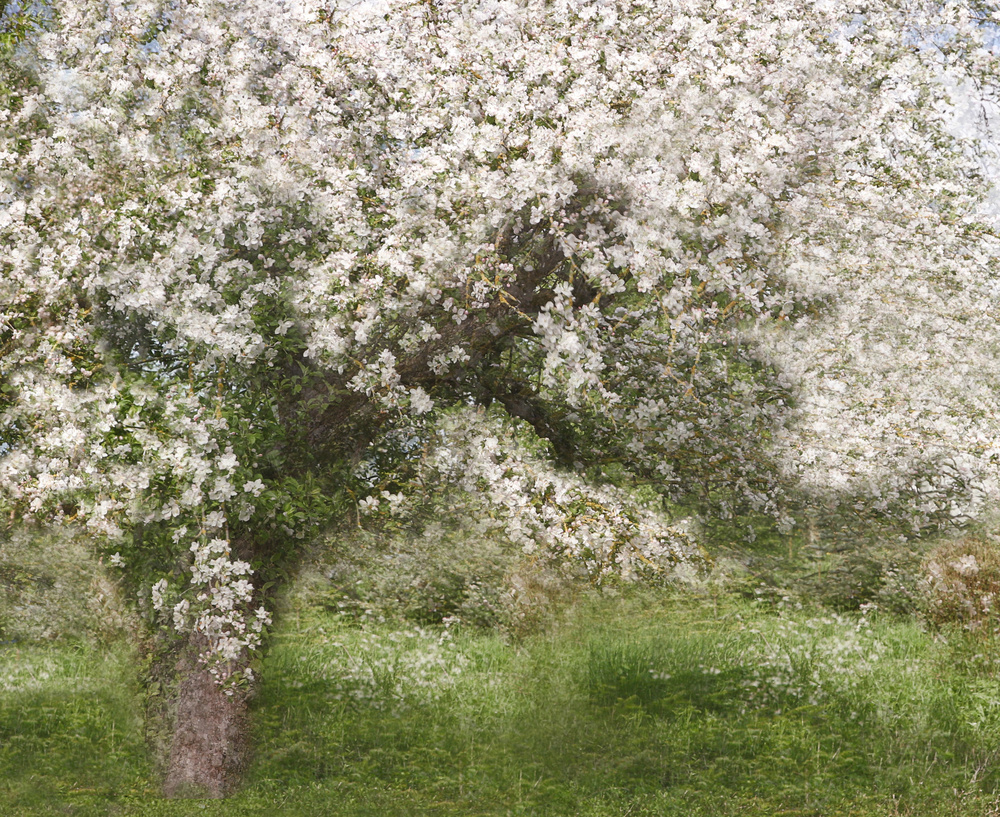 Dreamy Spring Blossoms by Jutta Kerber — canvas wall art