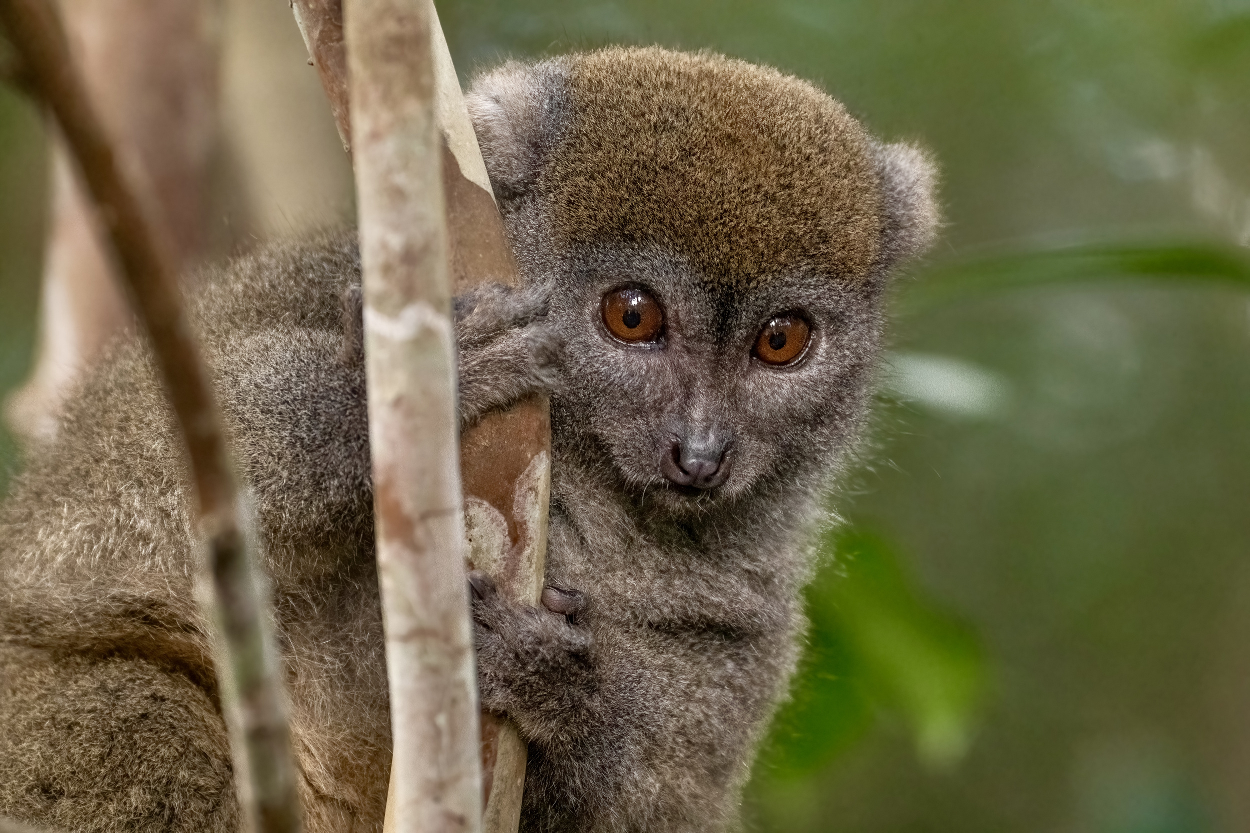 Bamboo Lemur Portrait