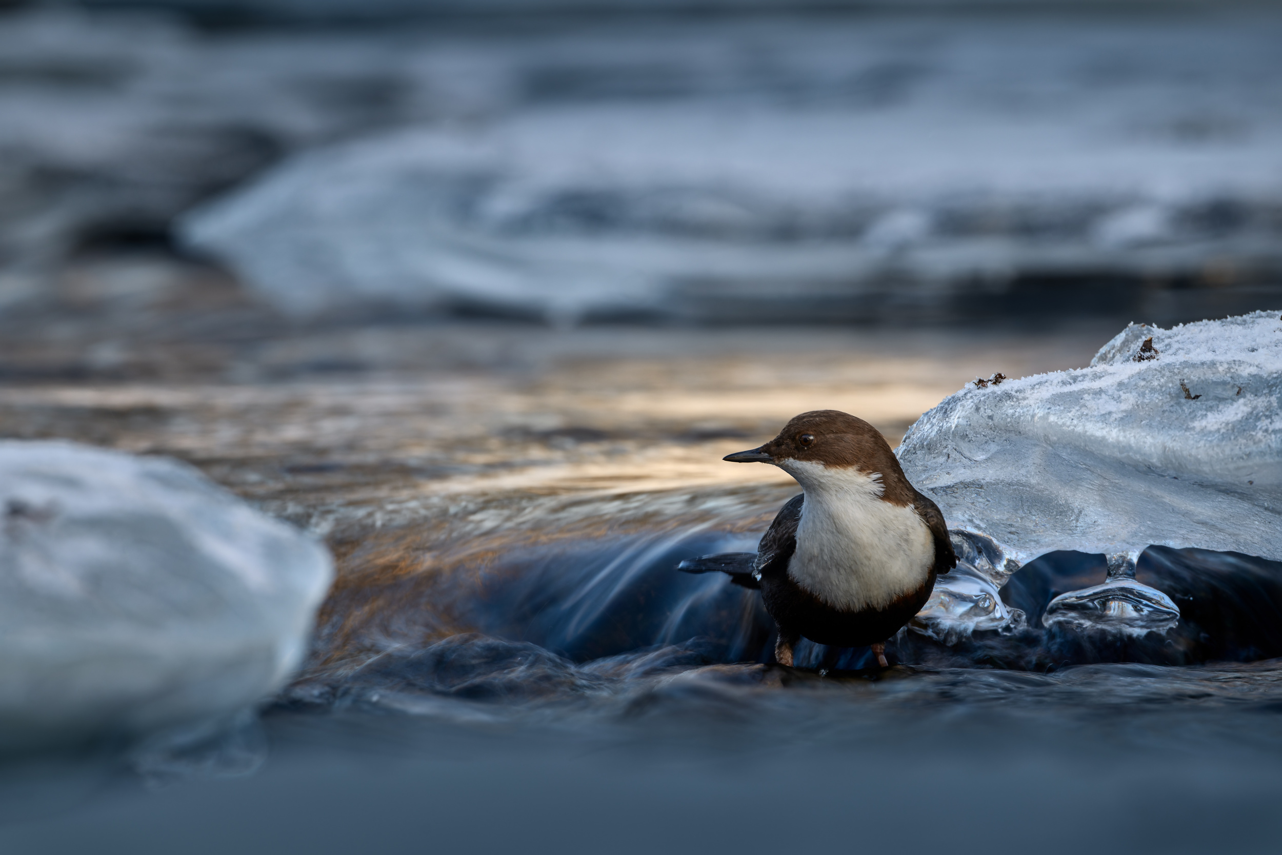 White-throated dipper on ice