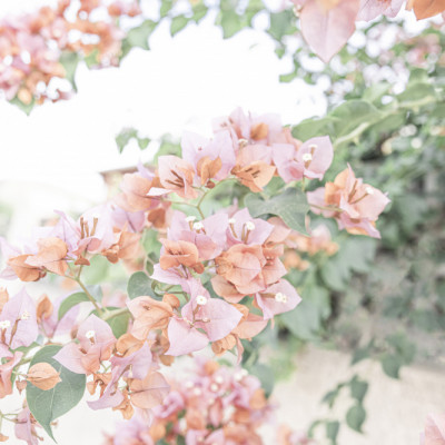Peach Bougainvillea