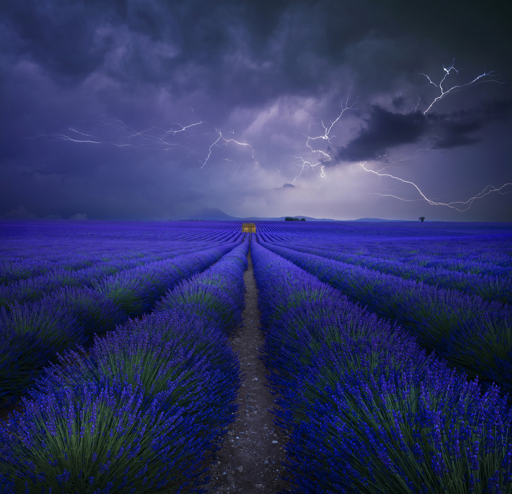 Electric Lavender Field by Nicolas Schumacher — canvas wall art