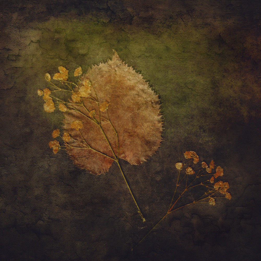 Rustic Autumn Botanicals by Cicek Kiral — canvas wall art