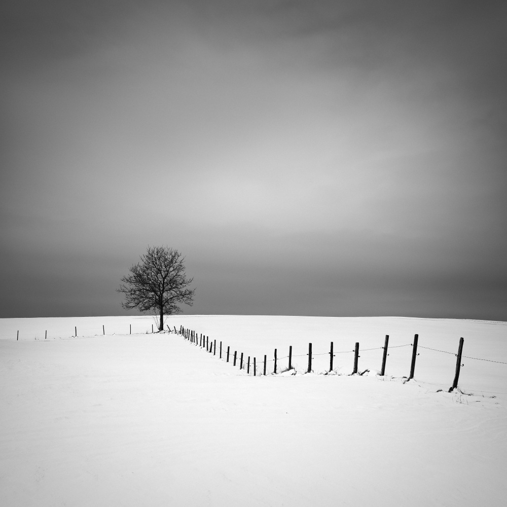 Solitary Winter Tree by Alexej Schulz — canvas wall art