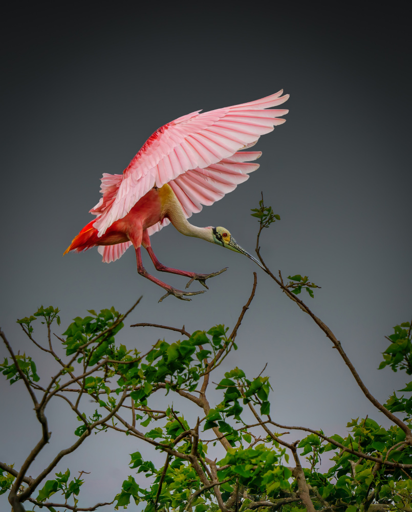 Roseate Spoonbill Landing by Serena Duan — canvas wall art
