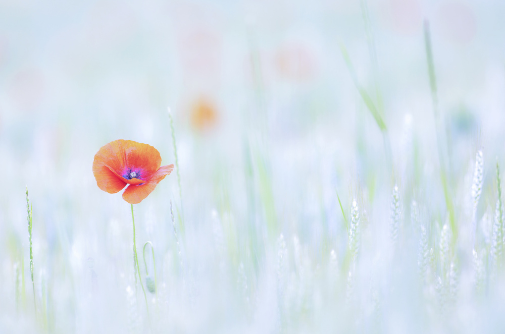 Soft Red Poppy by Benjamine Hullot Scalvenzi — canvas wall art
