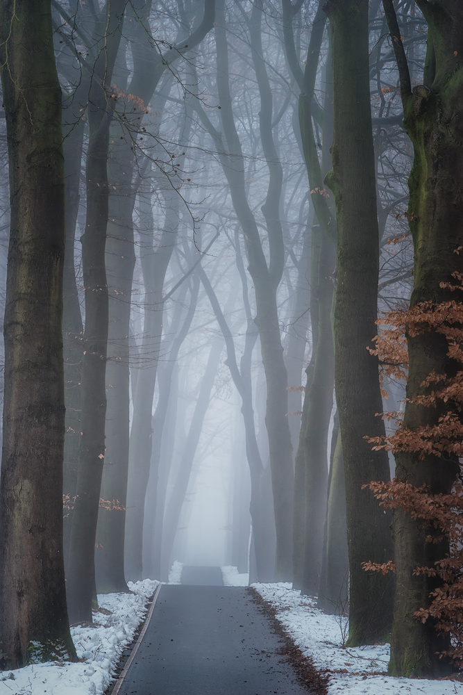 Foggy Winter Forest Path by Ellen Borggreve — canvas wall art