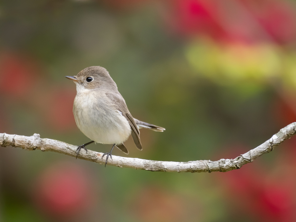 Peaceful Bird on Branch by Chiranjib Chakraborty — canvas wall art
