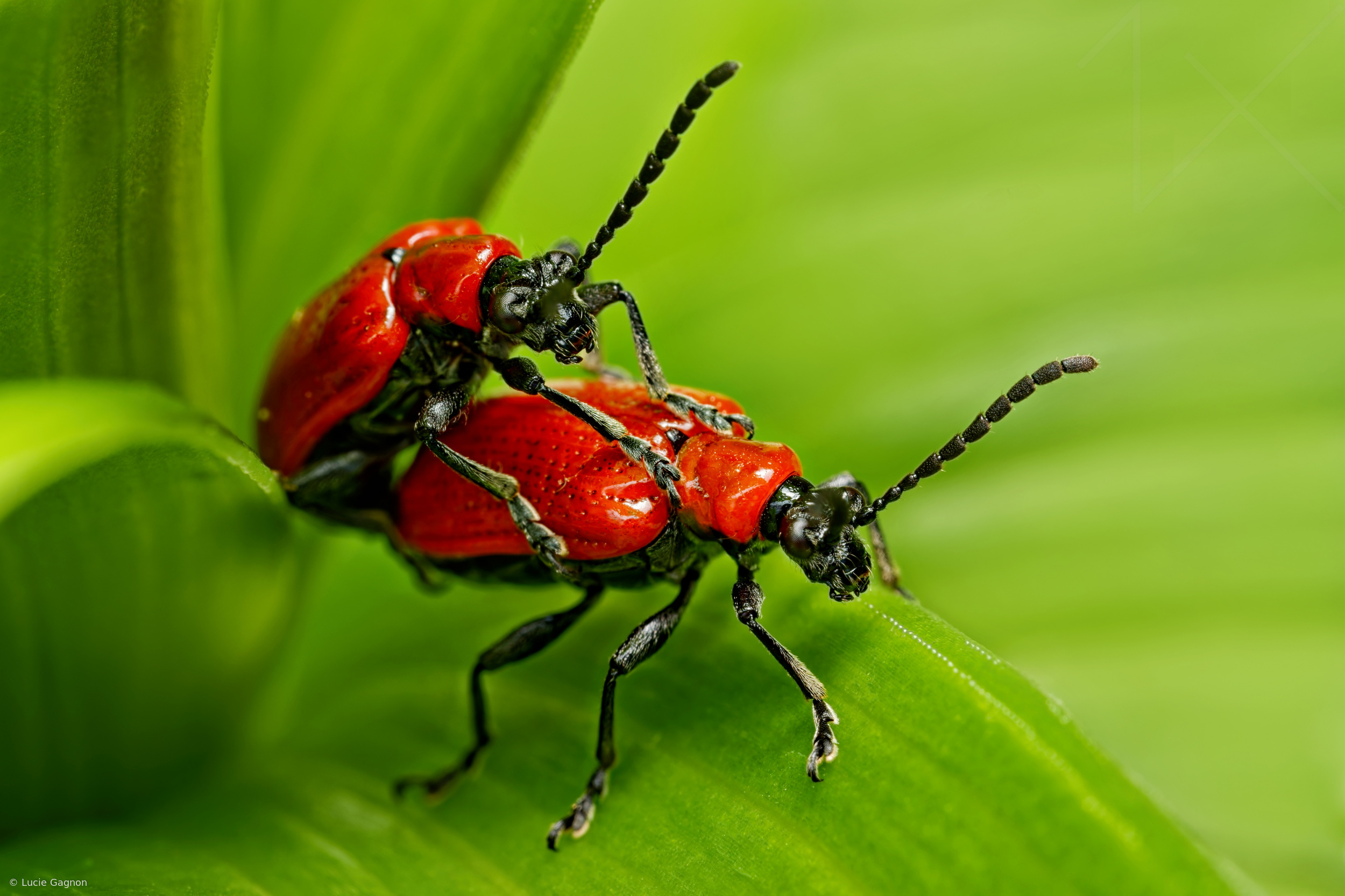 A Scarlet Affair