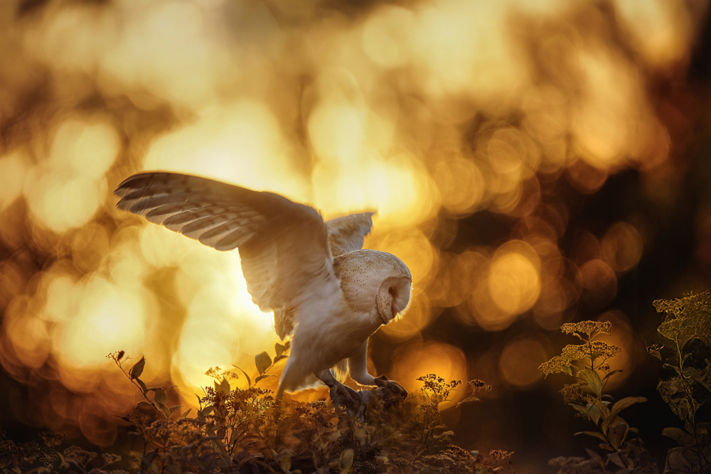 Golden Hour Barn Owl by Michaela Firešová — canvas wall art