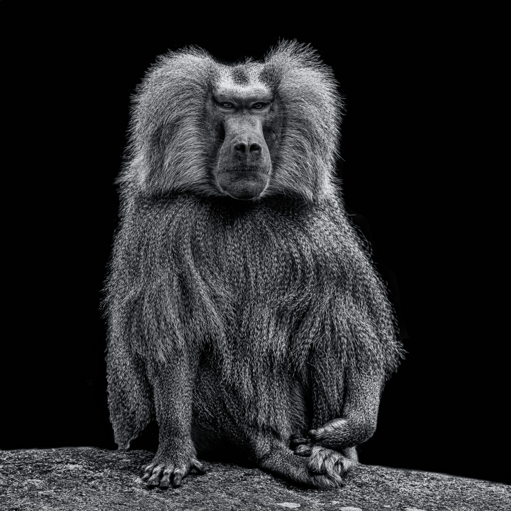 Intense Baboon Portrait by Georgios Tsikiridis — canvas wall art