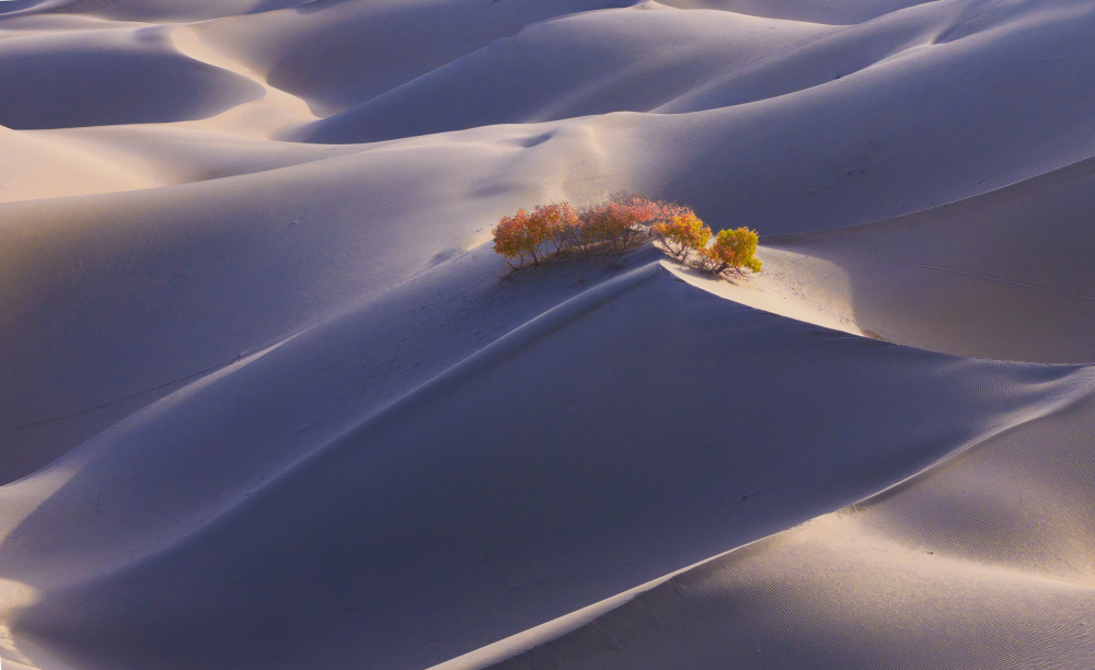 Golden Desert Serenity by Dennis Zhang — canvas wall art