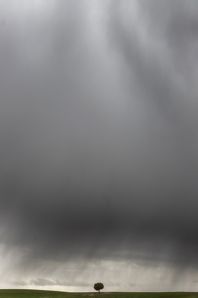 Lone Tree Storm Sky by TONY GORAN — canvas wall art