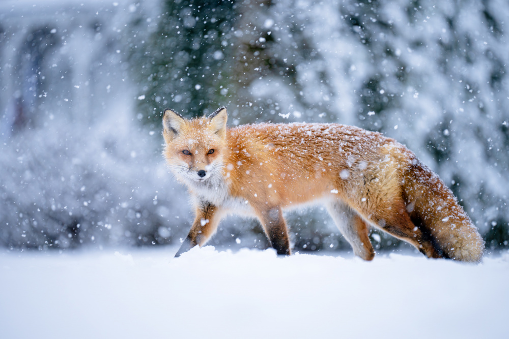 Red Fox In Snow by Johnny Chen — canvas wall art