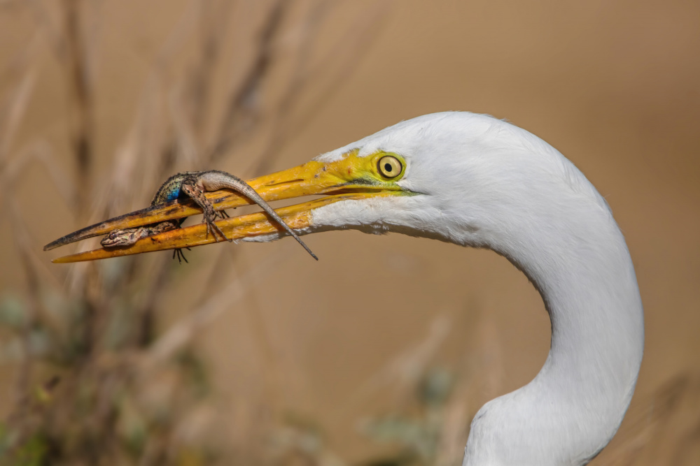 Great Egret Lizard Hunt by Wei Liu — canvas wall art