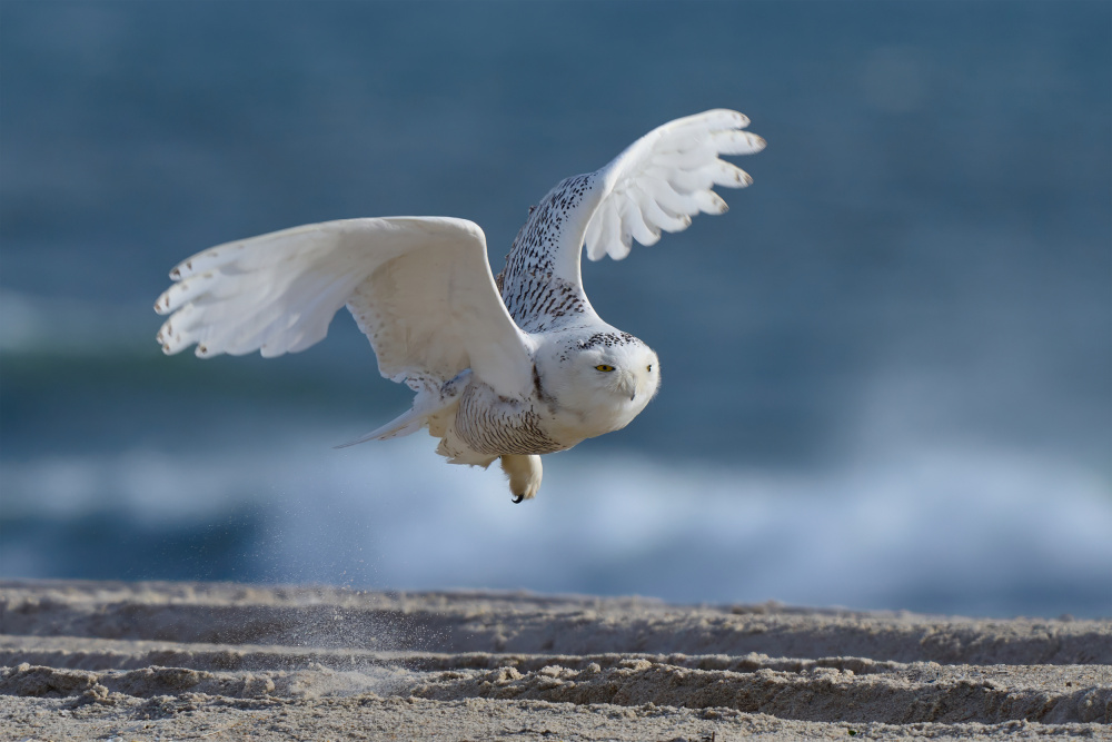 Snowy Owl Beach Flight by Johnny Chen — canvas wall art