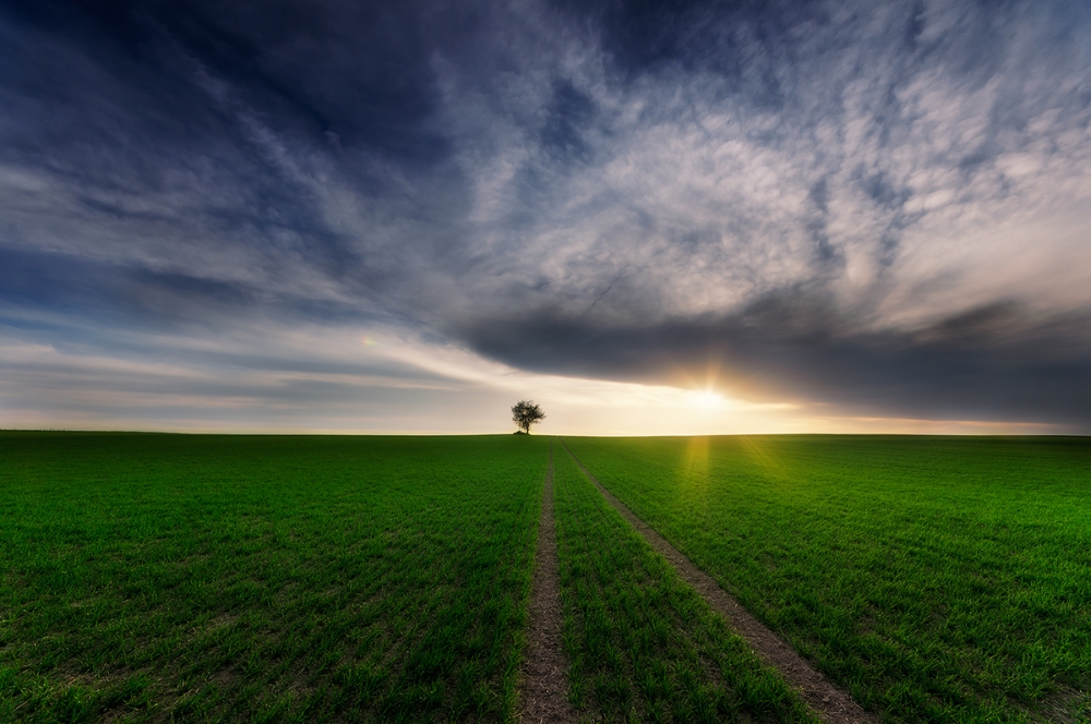 Golden Hour Lone Tree by Piotr Krol (Bax) — canvas wall art