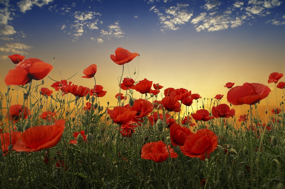 Sunset Poppy Field by Albena Markova — canvas wall art