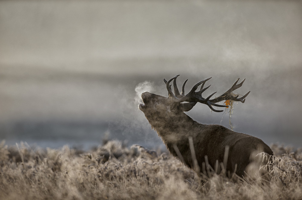 Red Deer Winter Roar by Radojica Jevric fotorax — canvas wall art