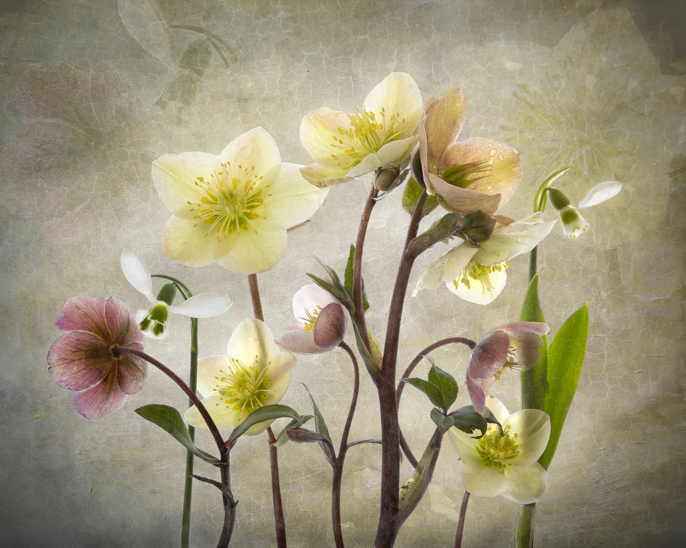 Delicate Spring Blooms by Sharon Williams — canvas wall art