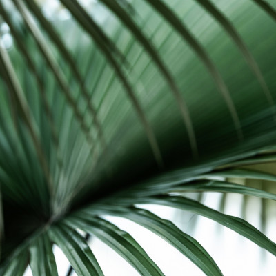Minimalist Palm Leaf